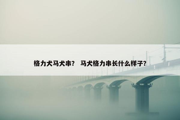 格力犬马犬串？ 马犬格力串长什么样子？