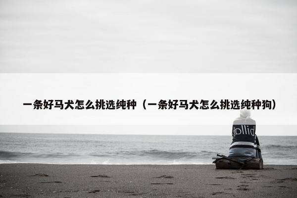 一条好马犬怎么挑选纯种（一条好马犬怎么挑选纯种狗）