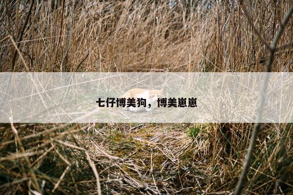 七仔博美狗，博美崽崽