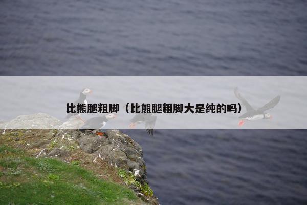 比熊腿粗脚（比熊腿粗脚大是纯的吗）