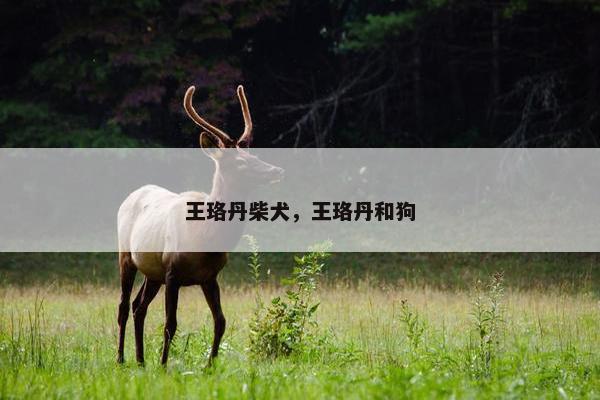 王珞丹柴犬，王珞丹和狗