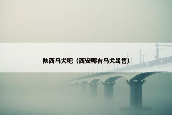 陕西马犬吧（西安哪有马犬出售）