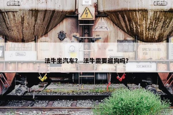 法牛坐汽车？ 法牛需要遛狗吗？