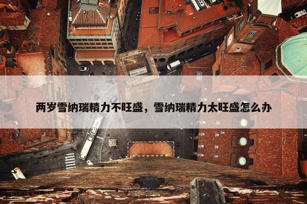 两岁雪纳瑞精力不旺盛，雪纳瑞精力太旺盛怎么办