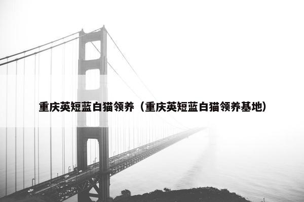 重庆英短蓝白猫领养（重庆英短蓝白猫领养基地）