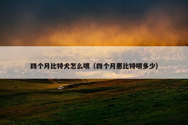 四个月比特犬怎么喂（四个月惠比特喂多少）