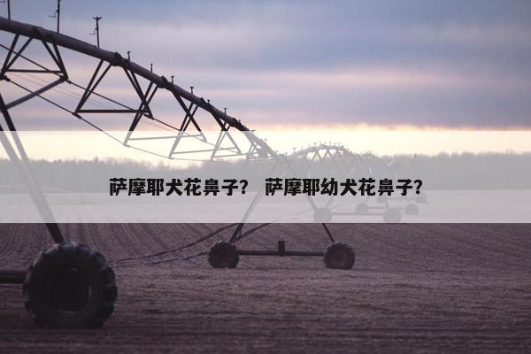 萨摩耶犬花鼻子？ 萨摩耶幼犬花鼻子？