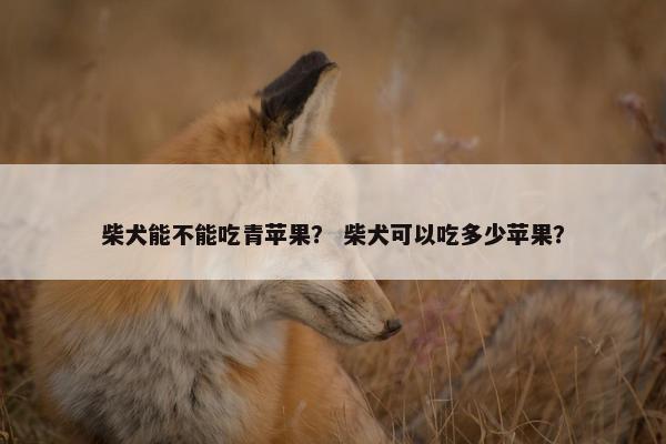 柴犬能不能吃青苹果？ 柴犬可以吃多少苹果？