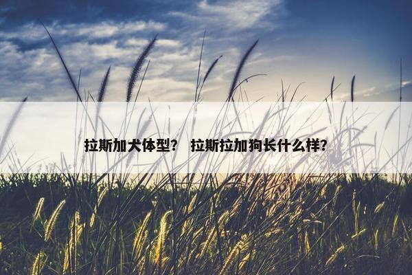 拉斯加犬体型？ 拉斯拉加狗长什么样？