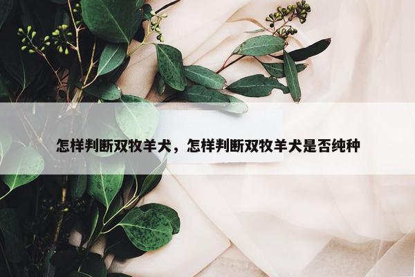 怎样判断双牧羊犬，怎样判断双牧羊犬是否纯种