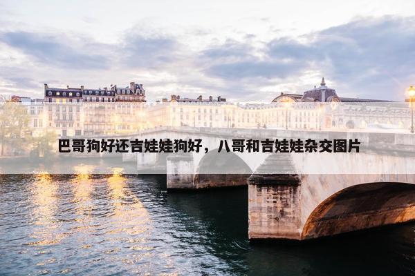 巴哥狗好还吉娃娃狗好，八哥和吉娃娃杂交图片