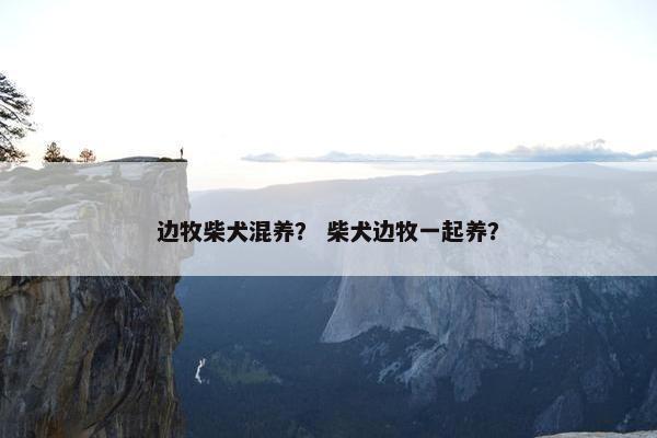 边牧柴犬混养？ 柴犬边牧一起养？