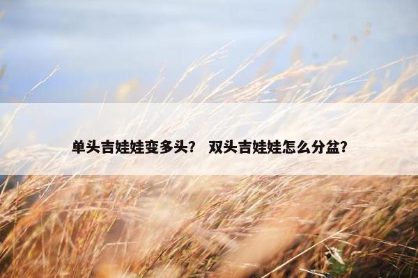 单头吉娃娃变多头？ 双头吉娃娃怎么分盆？