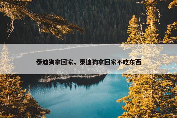 泰迪狗拿回家，泰迪狗拿回家不吃东西
