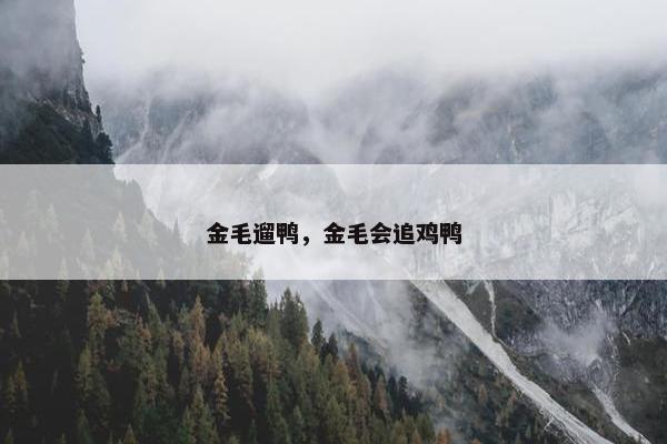金毛遛鸭，金毛会追鸡鸭