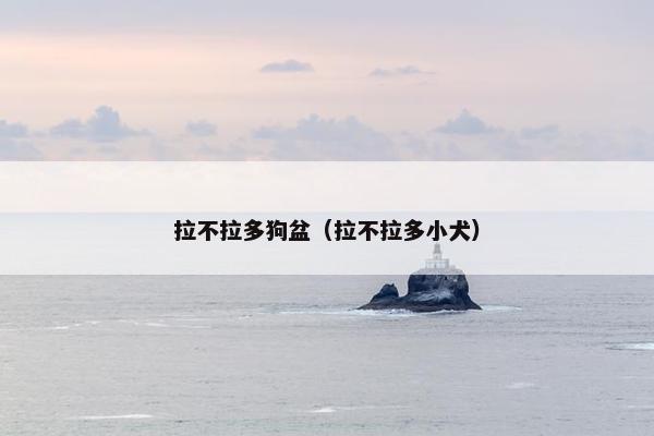 拉不拉多狗盆（拉不拉多小犬）