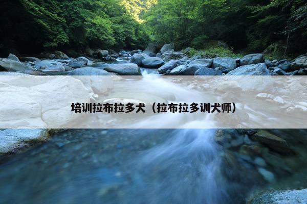培训拉布拉多犬（拉布拉多训犬师）