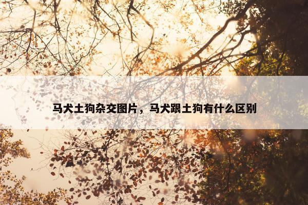 马犬土狗杂交图片，马犬跟土狗有什么区别