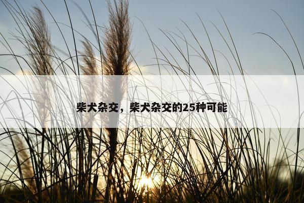柴犬杂交，柴犬杂交的25种可能