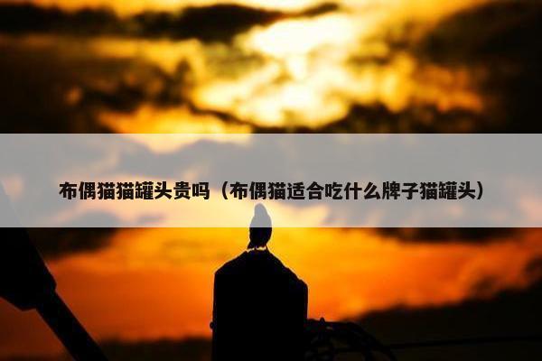 布偶猫猫罐头贵吗（布偶猫适合吃什么牌子猫罐头）