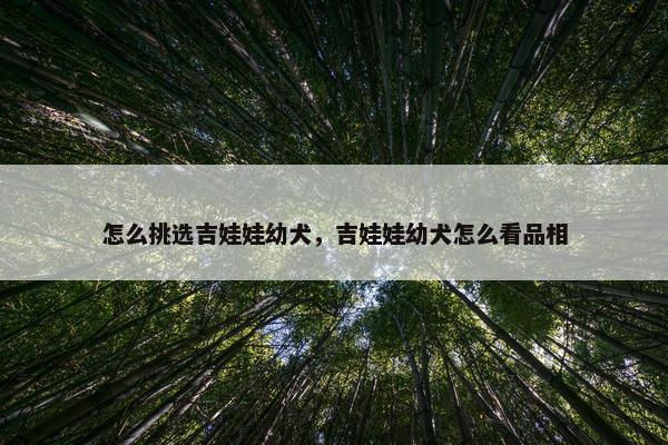 怎么挑选吉娃娃幼犬，吉娃娃幼犬怎么看品相