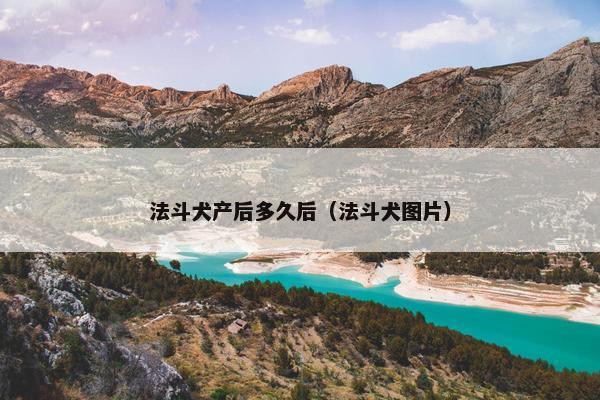 法斗犬产后多久后（法斗犬图片）
