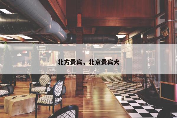 北方贵宾，北京贵宾犬