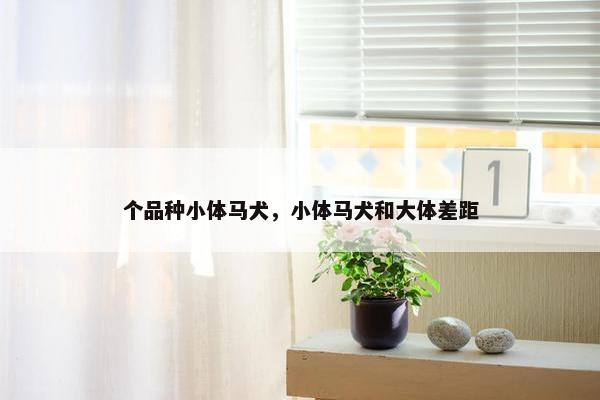 个品种小体马犬，小体马犬和大体差距