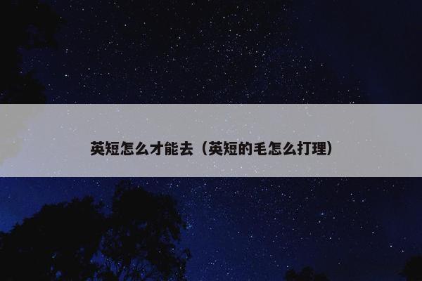 英短怎么才能去（英短的毛怎么打理）
