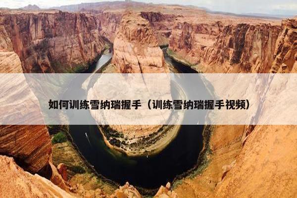 如何训练雪纳瑞握手（训练雪纳瑞握手视频）