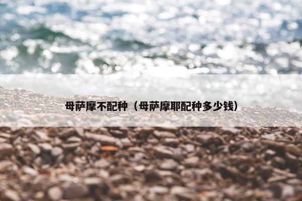 母萨摩不配种（母萨摩耶配种多少钱）