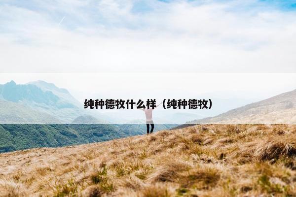 纯种德牧什么样（纯种德牧）