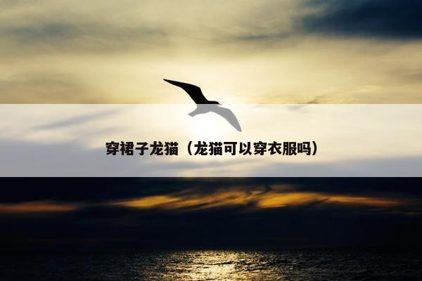 穿裙子龙猫（龙猫可以穿衣服吗）