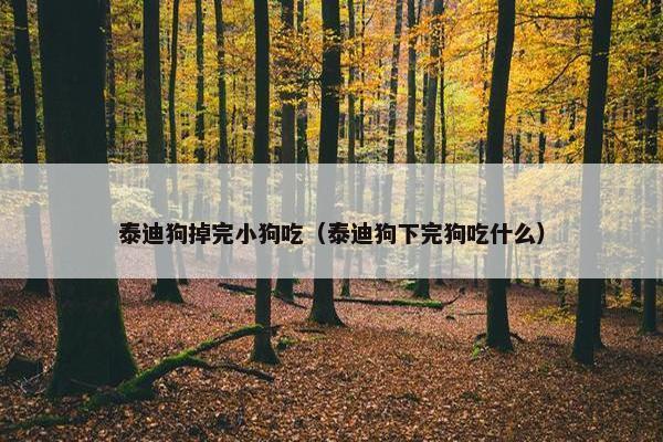 泰迪狗掉完小狗吃（泰迪狗下完狗吃什么）