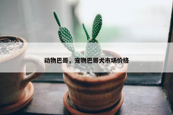 动物巴哥，宠物巴哥犬市场价格