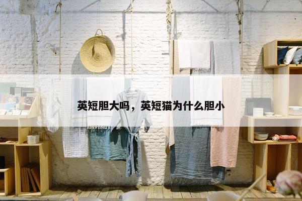 英短胆大吗，英短猫为什么胆小