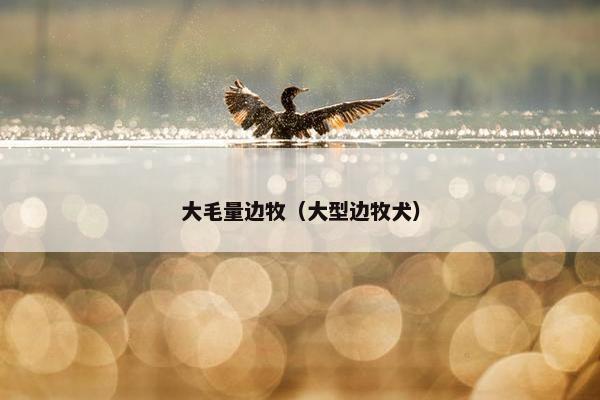 大毛量边牧（大型边牧犬）