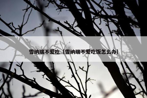 雪纳瑞不爱吃（雪纳瑞不爱吃饭怎么办）