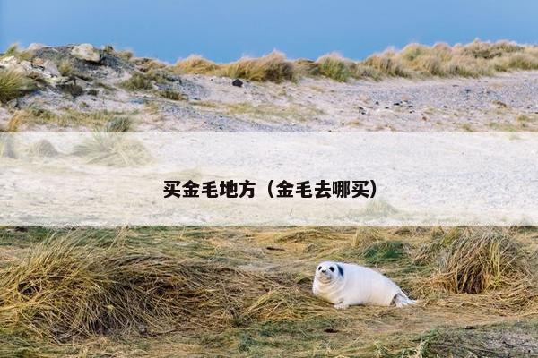 买金毛地方（金毛去哪买）