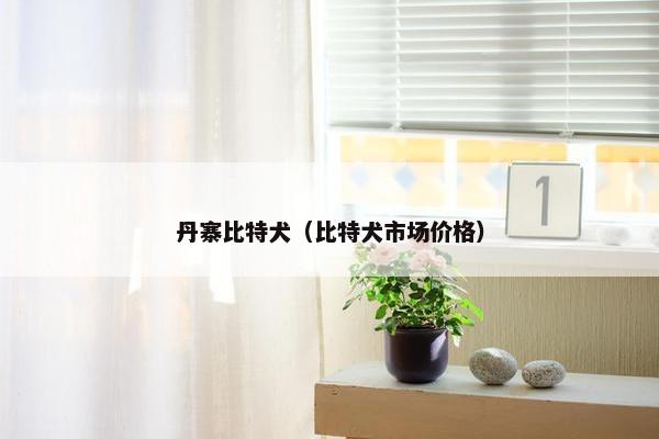 丹寨比特犬（比特犬市场价格）
