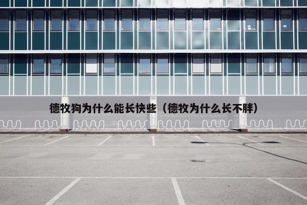 德牧狗为什么能长快些（德牧为什么长不胖）
