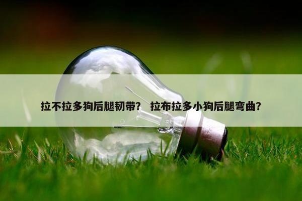 拉不拉多狗后腿韧带？ 拉布拉多小狗后腿弯曲？