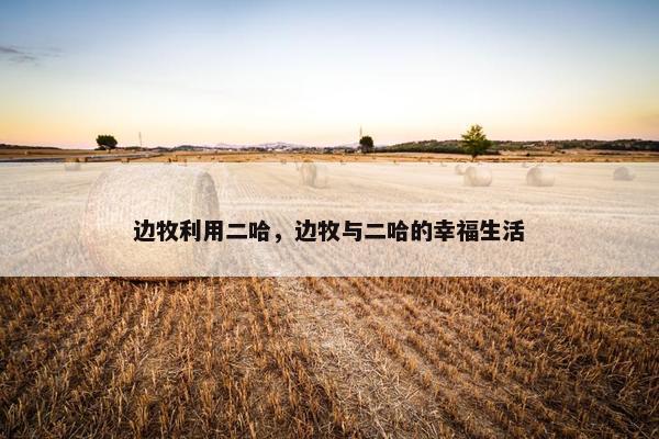 边牧利用二哈，边牧与二哈的幸福生活