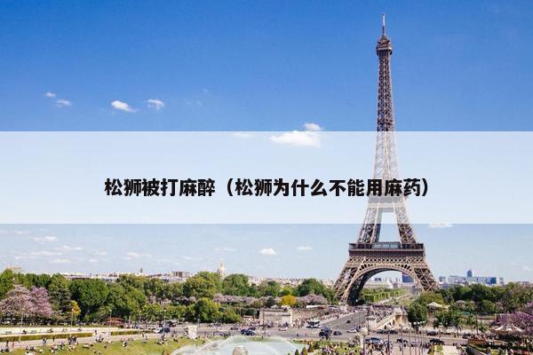 松狮被打麻醉（松狮为什么不能用麻药）