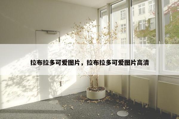 拉布拉多可爱图片，拉布拉多可爱图片高清