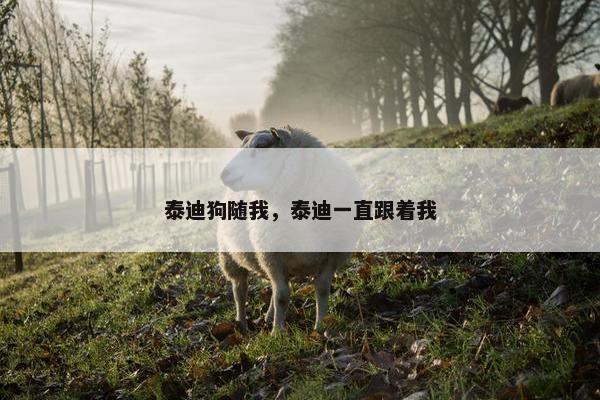 泰迪狗随我，泰迪一直跟着我