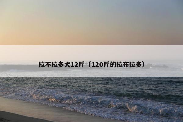 拉不拉多犬12斤（120斤的拉布拉多）