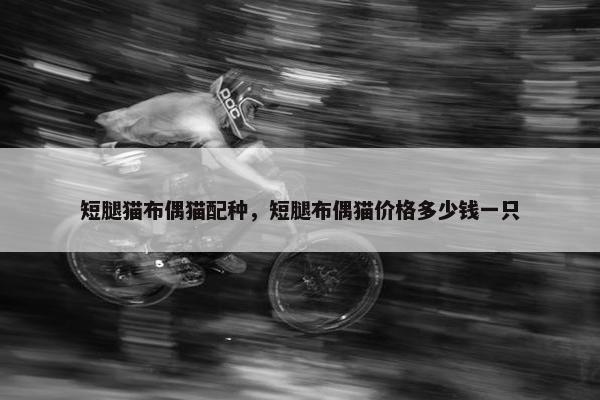 短腿猫布偶猫配种，短腿布偶猫价格多少钱一只