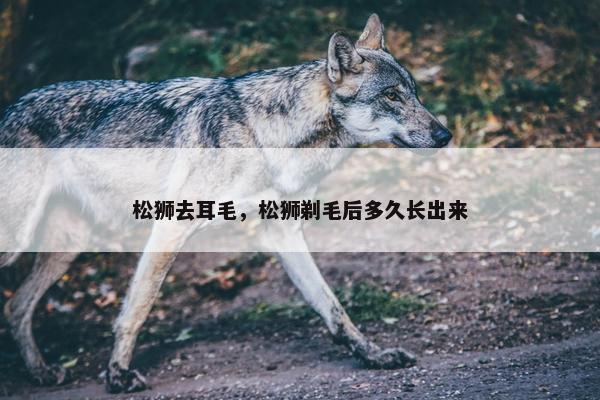 松狮去耳毛，松狮剃毛后多久长出来