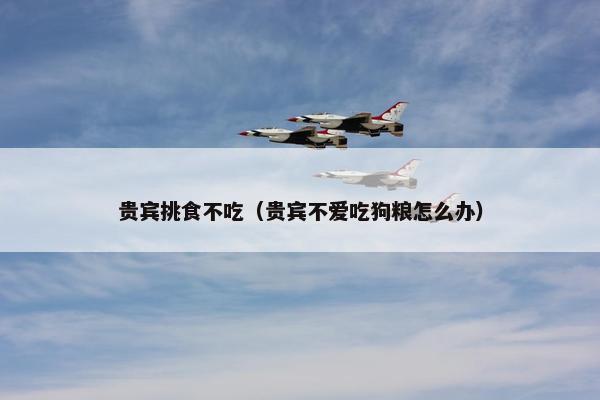 贵宾挑食不吃（贵宾不爱吃狗粮怎么办）